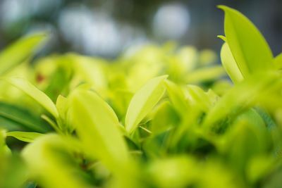 Close-up of yellow flowering plant leaves