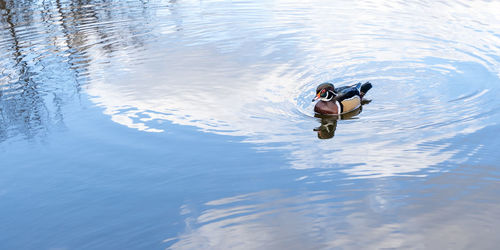 Mandarin duck