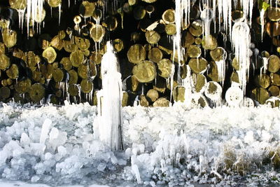 Stack of logs in forest during winter