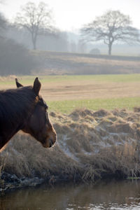 Close-up of horse on field