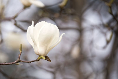 Close-up of white magnolia on branch