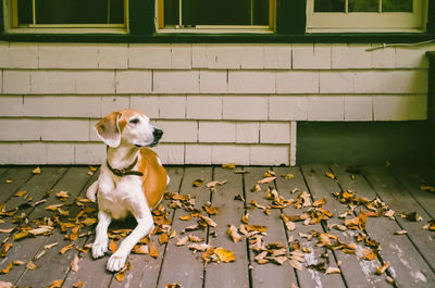 Dog day afternoon, sitting on porch with autumn leaves  