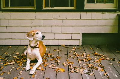 Dog sitting on footpath