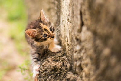 Cat looking away