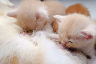 Close-up of cat sleeping