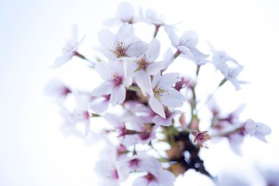 Close-up of cherry blossoms blooming outdoors