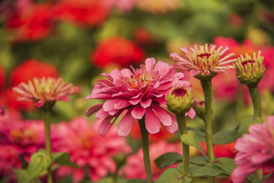 Close-up of pink flowering plants in park