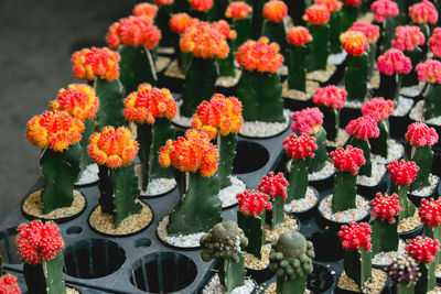 Close-up of red flowers blooming outdoors