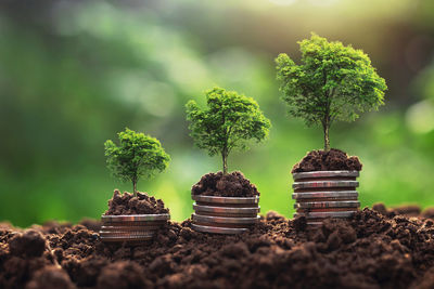 Close-up of small potted plant