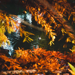 High angle view of autumn leaves in lake