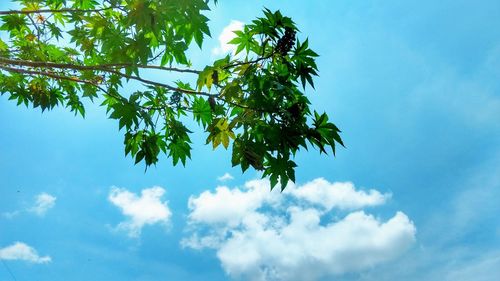 Low angle view of tree against blue sky