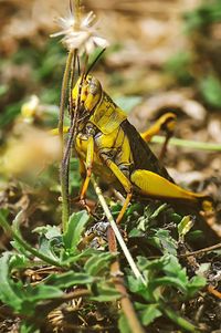Close-up of butterfly on plant