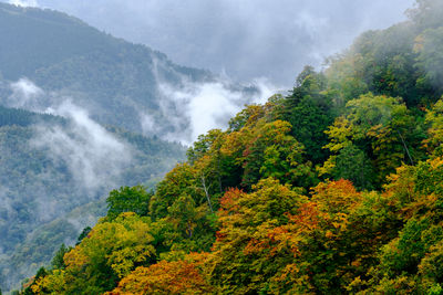 A misty morning fogs emerges above colorful forest hills, hakusan shirakawa-go white road, japan.