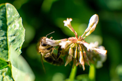 Close-up of insect on flower