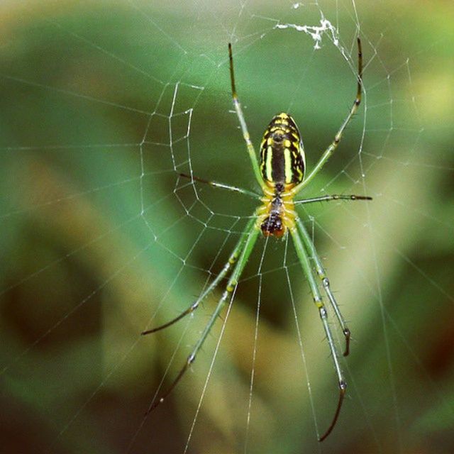 animal themes, spider web, one animal, insect, animals in the wild, spider, wildlife, focus on foreground, close-up, web, complexity, arachnid, nature, selective focus, natural pattern, day, spinning, outdoors, fragility