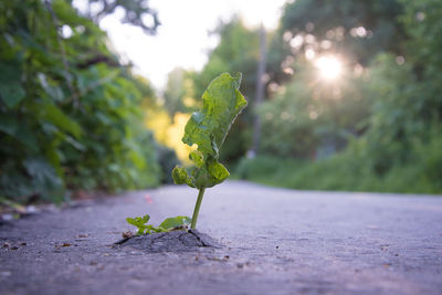 Close-up of plant on road