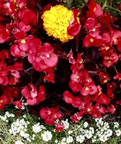 Close-up of red flowers blooming outdoors