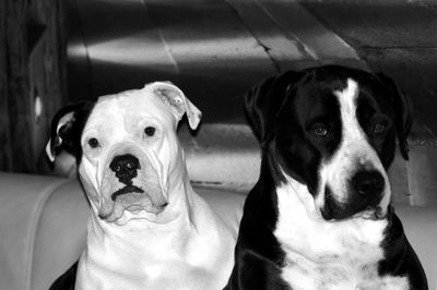 Close-up portrait of dog at home