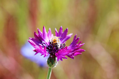 Close-up of bee pollinating on purple flower