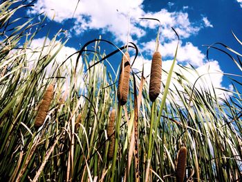 Low angle view of stalks against clear sky
