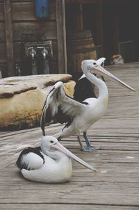Pelicans on boardwalk