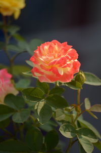 Close-up of pink rose