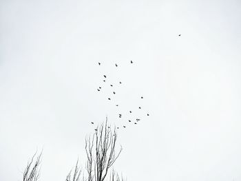 Low angle view of birds flying against clear sky