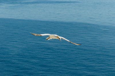 Seagulls flying over sea