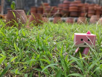 Close-up of paper plant on field