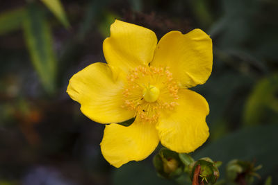 Close-up of yellow flower blooming outdoors