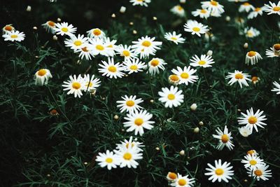 Close-up of white daisy flowers