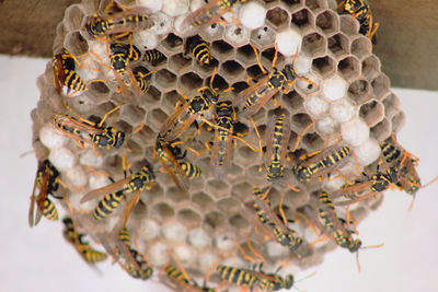 Close-up of bees on honeycomb