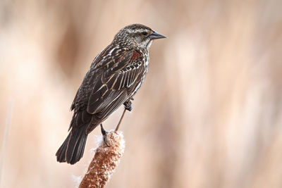 A female redwinged blackbird on a cattail