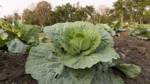 Close-up of fresh green plants growing on land