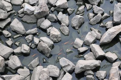 High angle view of stones and fish in water