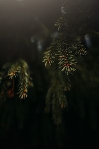 Close-up of pine tree