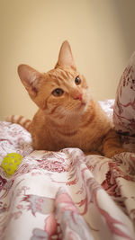 Close-up portrait of a cat on bed at home