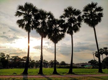 Palm trees on field against sky during sunset