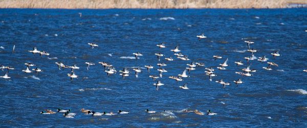 Flock of birds flying over sea