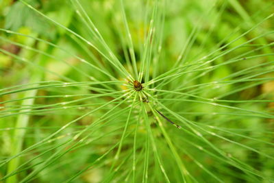 Close-up of plant on field