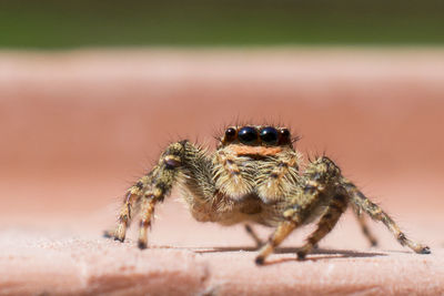 Close-up of spider