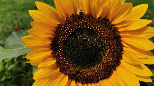 Close-up of sunflower