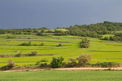 Scenic view of agricultural field against clear sky