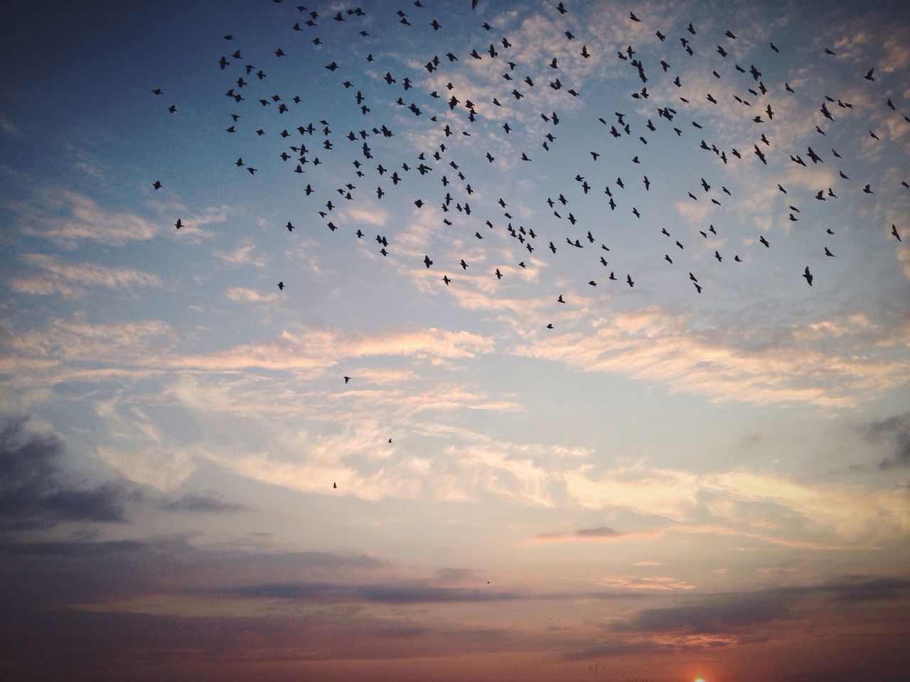 flying, bird, animal themes, animals in the wild, wildlife, flock of birds, sky, low angle view, silhouette, mid-air, spread wings, sunset, beauty in nature, nature, cloud - sky, scenics, tranquil scene, tranquility, migrating