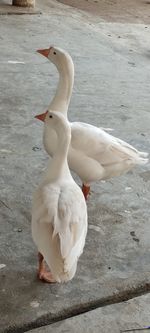 High angle view of seagull