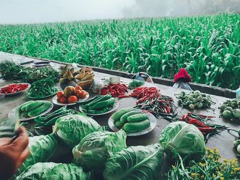 View of vegetables on field