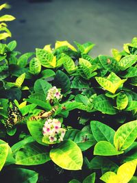High angle view of flowering plant