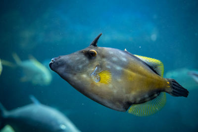 Close-up of fish swimming in sea