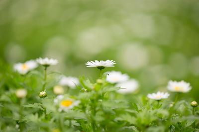 Close-up of white flowers blooming on field