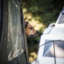 Close-up of dog peeking through jeep